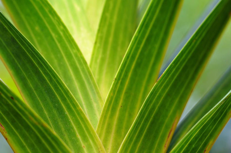 Indoor Plants